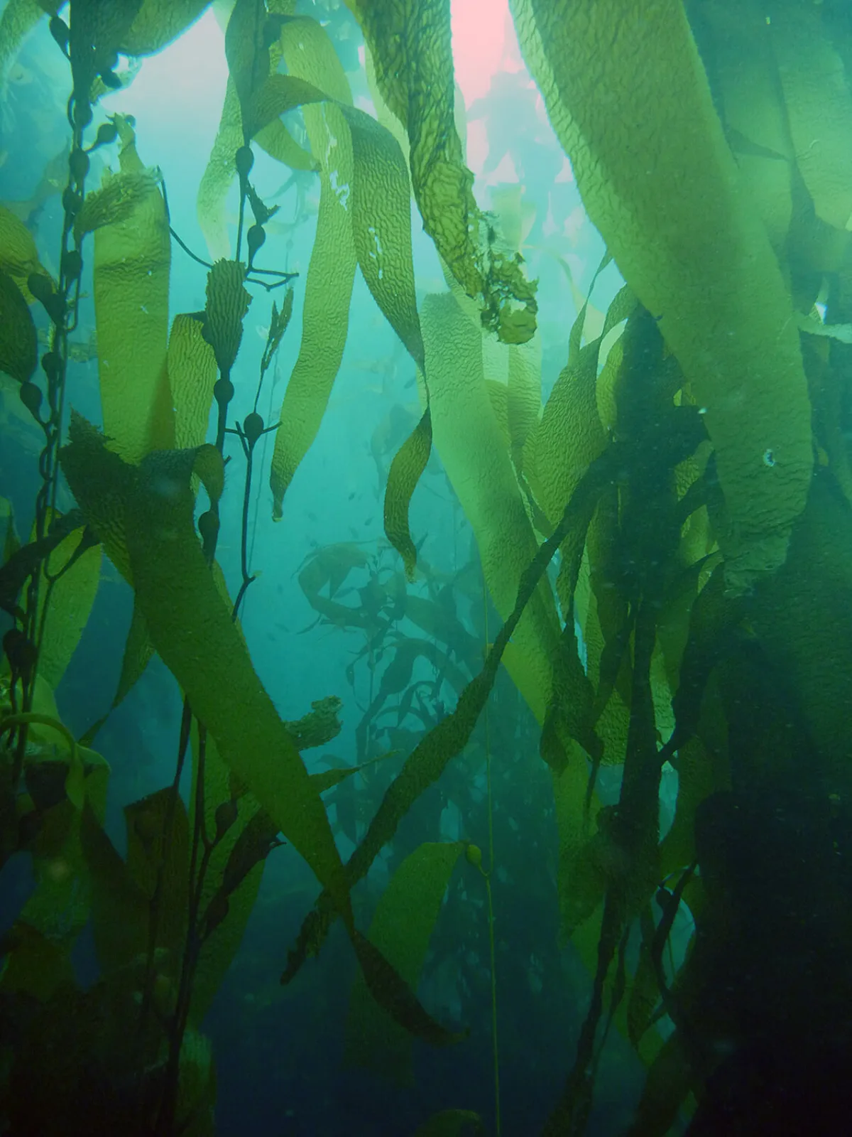 Морские водоросли как источник минералов